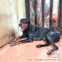 Free Adopt Doberman Pinscher (Jakarta Utara)