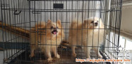 Free Adopt Pomerian