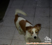 Hibah anjing
