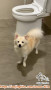 Adopsi Anjing