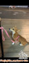 OPEN ADOPT PUPPY CORGI MIX TEKEL
