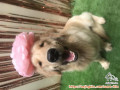 Mencari Kennel Boy / Girl Serpong