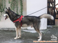 Hibah anjing Husky
