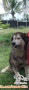 Di cari secepatnya Adopter Alaskan Malamute area bali