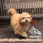 Adopsi Anjing Jantan Maltese x ShihTzu