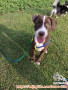 Open Adopsi