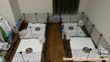 Dicari Kennel Boy / Girl - Surabaya