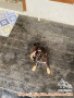 Hibah anak anjing rottweiller mix