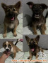 Open Adopt Anak Anjing (Cibinong Kab Bogor)