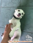 Open Adopt Anjing