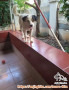 FREE ADOPT ANJING