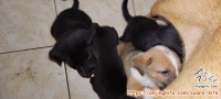Open Adopt (Puppy)