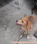 Free adopt