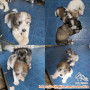 Open adopt puppy