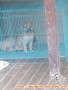HIBAH ANAK ANJING