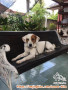 Open Adopt Anjing Lokasi Yogyakarta