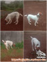 Open Adopt