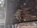 Anjing untik di adopsi