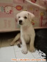 Open adopt puppy