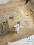 Open adopt anjing *zu jantan 3 tahun bandung