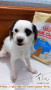 OPEN ADOPT DOGGY