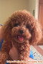 Free adopsi red poodle jantan