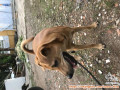 Open Adopsi