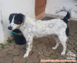 Mencari Adopter /keluarga yg benar-benar penyayang Anjing