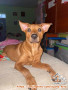 FREE ADOPT - Bantu enzo punya rumah baru  yuk :)
