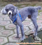 Grey poodle gratis