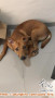 Adopsi Anjing Mix Gratis