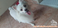 FREE ADOPSI POM JANTAN 3 THN