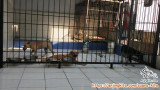 dogy free adopt
