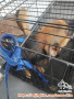 Mencari adopter yang penyayang anjing