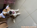Free adopt anjing beagle