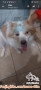 Free adopt anjing