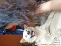 Kehilangan anjing