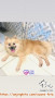 ADOPSI ANJING POMERANIAN