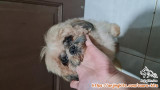 OPEN ADOPT : SHITZU 2 EKOR JANTAN