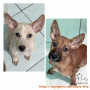 CARI ADOPTER SBY ONLY