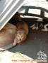 Open hibah anak anjing beserta induknya