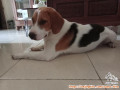 Open Adopsi Anjing Beagle Jantan
