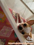Open Adopt Chihuahua - Free