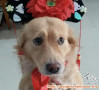 Hibah mini golden betina 10thn