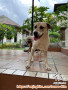 Open adopt free