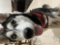 Open Adopt Husky - Tangerang