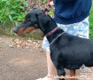 Free adopt dobermann