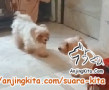 OPEN ADOPSI 2 ANJING MALTASE JANTAN