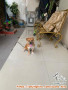 Hibah puppy male dob28 Feb