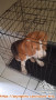 Adopt Beagle